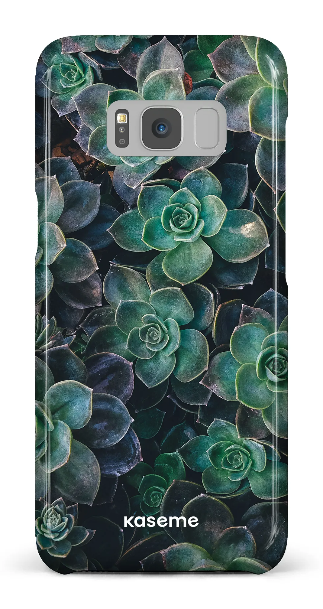 Succulente