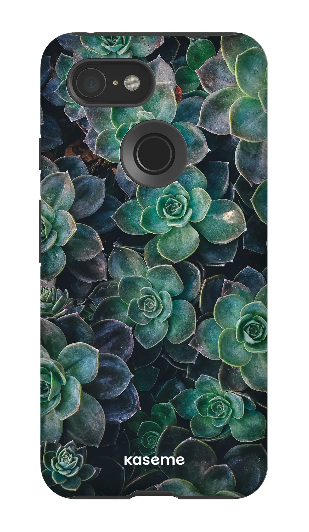 Succulente