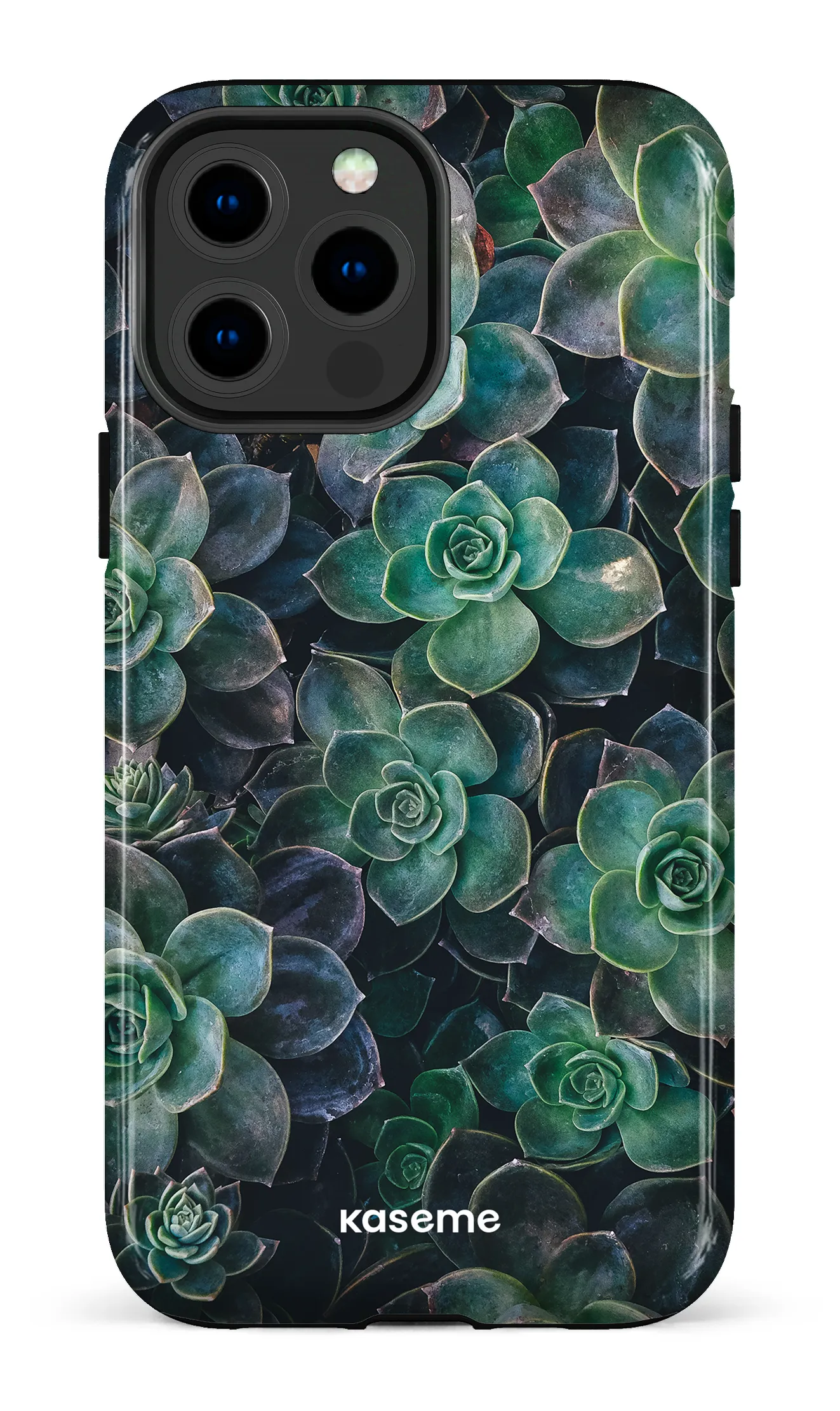 Succulente