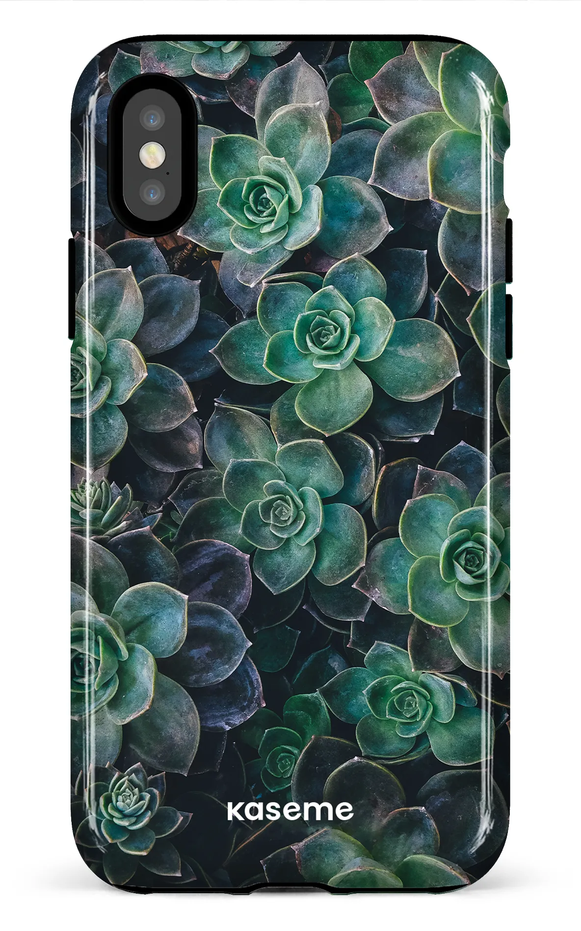 Succulente