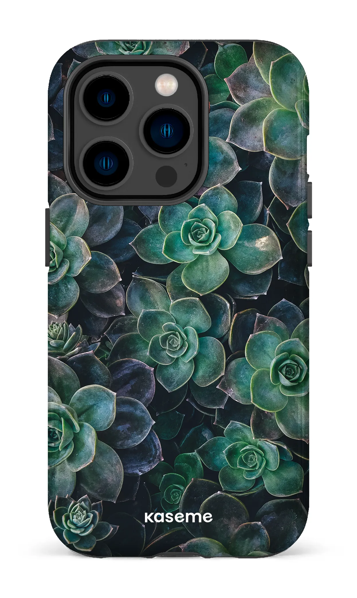 Succulente