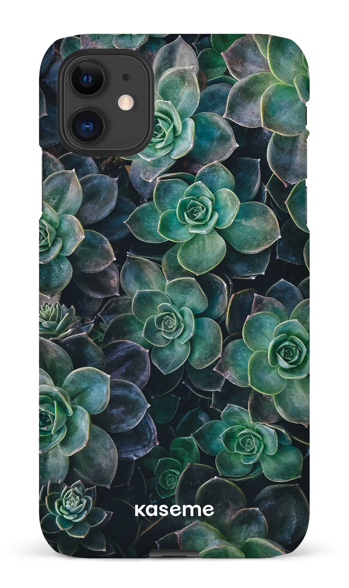 Succulente