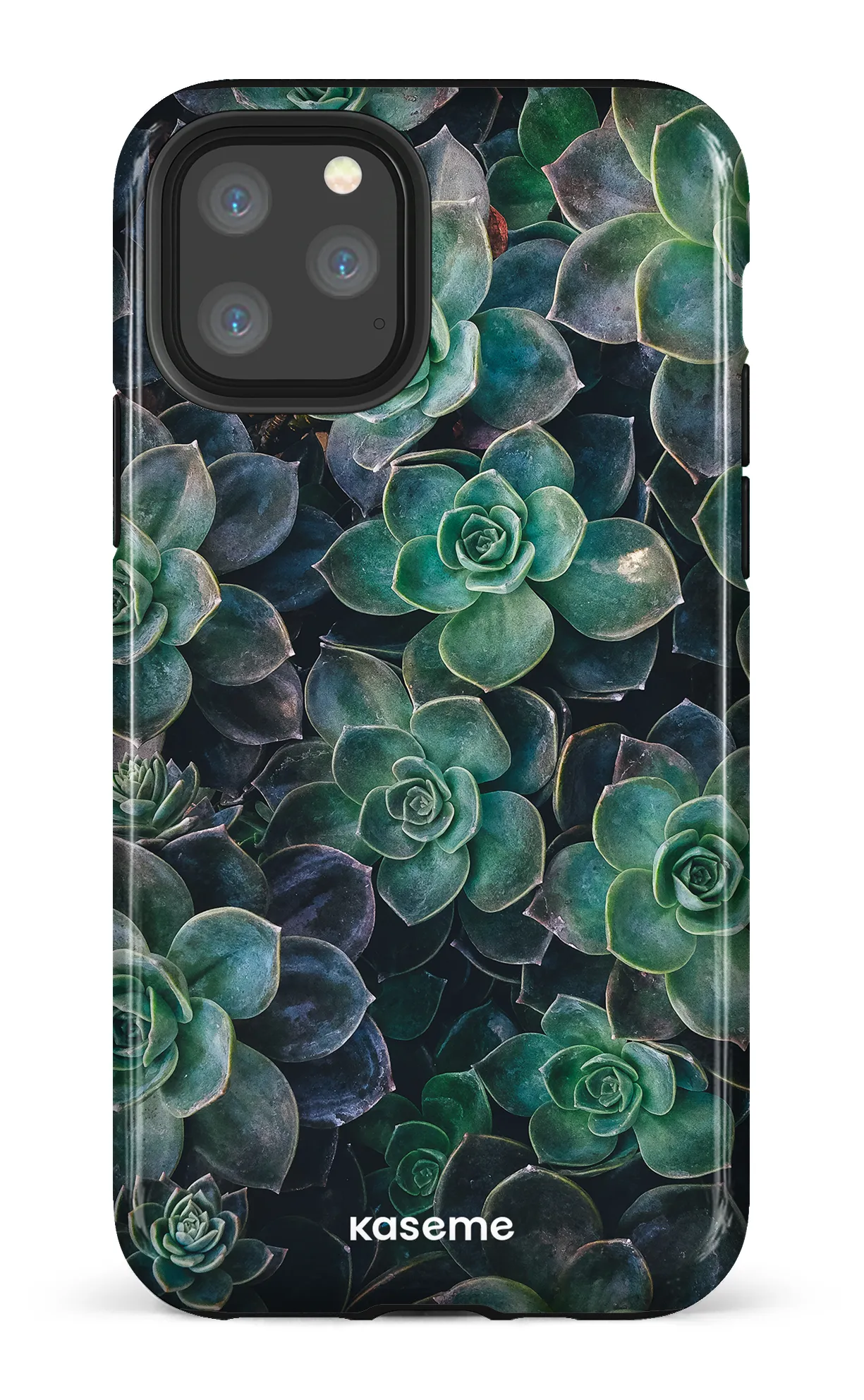 Succulente